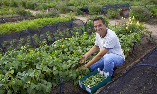 Portrait of farmer in market garden